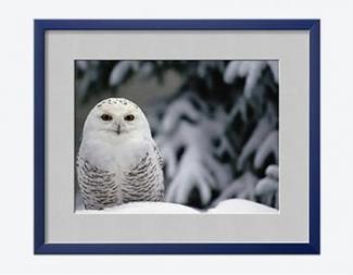 Snowy owl (National Geographic Society (U.S.))