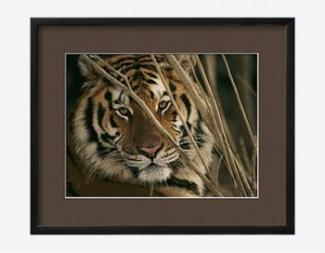 Tiger (National Geographic Society (U.S.))