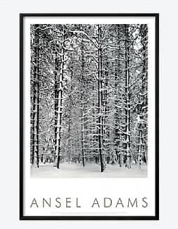 Pine forest in snow, Yosemite National Park, 1932 (Ansel Adams, 1902-1984)