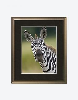 Burchell's Zebra portrait, Masai Mara, Kenya ( National Geographic Society)
