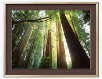 Redwood forest (Jim Zuckerman, photographer)